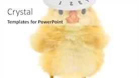  Presentation with funny animals - Presentation design consisting of crazy-chick-with-cooker-knob background and a white colored foreground