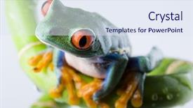  Presentation with frog - Presentation enhanced with crazy frog background and a sky blue colored foreground