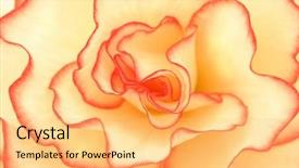  Presentation with cream - Slides with cream and red begonia flower background and a yellow colored foreground