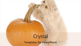  Presentation with persian - Slide deck featuring cream persian kitten playing with orange pumpkin with reflection on white background background and a coral colored foreground