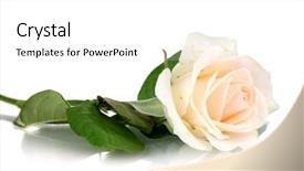  Presentation with white rose - Presentation theme enhanced with cream rose with leaves isolated background and a white colored foreground