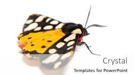  Presentation with moth - Presentation design enhanced with cream-spot-tiger-moth-arctia background and a white colored foreground