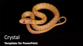  Presentation with corn - Amazing slide deck having creamsicle-corn-snake-elaphe-guttata backdrop and a black colored foreground