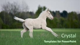  Presentation with foal - PPT theme consisting of creamy foal gallop in field background and a tawny brown colored foreground