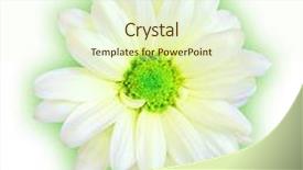  Presentation with green shadow - Colorful slides enhanced with a soft peppermint green backdrop and a cream colored foreground