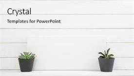  Presentation with cactus - PPT layouts with creations photos - two cactus on white wooden background and a white colored foreground