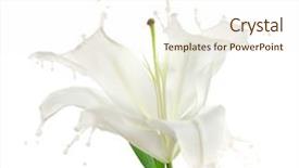  Presentation with flower elegant - Cool new slides with creative design of beautiful flower backdrop and a cream colored foreground