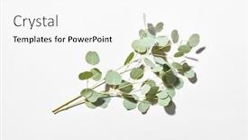  Presentation with eucalyptus - Colorful PPT theme enhanced with creative-festive-card-with-fresh backdrop and a white colored foreground