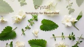  Presentation with leaves flat lay - Amazing presentation theme having creative-floral-layout-from-green backdrop and a soft green colored foreground