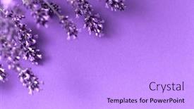  Presentation with lavender flowers - PPT layouts with creative-layout-from-lavender-flowers background and a light blue colored foreground