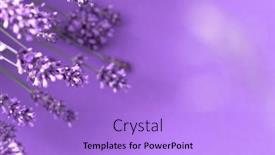  Presentation with lavender flowers - PPT theme enhanced with creative-layout-from-lavender-flowers background and a light blue colored foreground