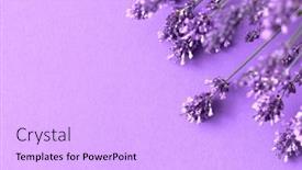  Presentation with lilac flowers bunch over wood - Presentation theme with creative-layout-from-lavender-flowers background and a lavender colored foreground