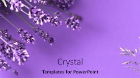  Presentation with lavender flowers border - Theme having creative-layout-from-lavender-flowers background and a light blue colored foreground