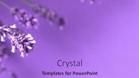  Presentation with lavender flowers - Presentation design enhanced with creative-layout-from-lavender-flowers background and a light blue colored foreground