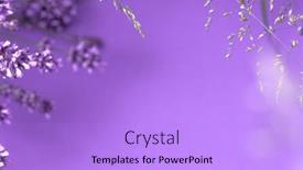  Presentation with lavender flowers - Slide set featuring creative-layout-from-lavender-flowers background and a light blue colored foreground