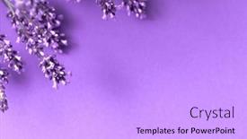  Presentation with lavender flowers - PPT layouts having creative-layout-from-lavender-flowers background and a light gray colored foreground