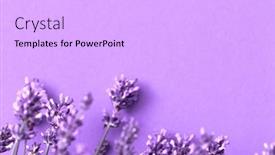  Presentation with lavender flowers - Slides with creative-layout-from-lavender-flowers background and a light gray colored foreground