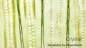  Presentation with cucumbers - Audience pleasing slide deck consisting of creative-natural-background-from-cut backdrop and a soft green colored foreground