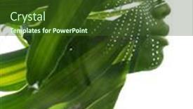  Presentation with ethnic - Slide set having creative-portrrait-with-an-ethnic background and a tawny brown colored foreground