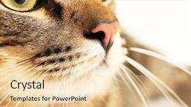  Presentation with cat - Colorful presentation theme enhanced with one clever creature - cat's muzzle closeup backdrop and a  colored foreground