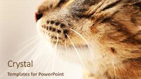  Presentation with dog and cat - Cool new slide set with one clever creature - cat's muzzle closeup backdrop and a  colored foreground