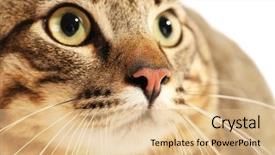  Presentation with cat - Amazing theme having bumblebee bumble bee on flower- macro shot backdrop and a soft green colored foreground.