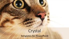  Presentation with cat - Slides enhanced with one clever creature - cat's muzzle closeup background and a coral colored foreground