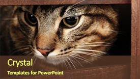  Presentation with cat - PPT theme with one clever creature - cat's muzzle closeup background and a tawny brown colored foreground