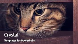  Presentation with cat - Audience pleasing theme consisting of one clever creature - cat's muzzle closeup backdrop and a tawny brown colored foreground