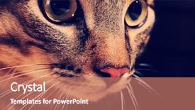  Presentation with cat - Slide set consisting of one clever creature - cat's muzzle closeup background and a coral colored foreground