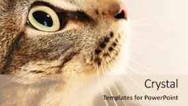  Presentation with dog cat stethescope - Amazing PPT theme having one clever creature - cat's muzzle closeup backdrop and a lemonade colored foreground