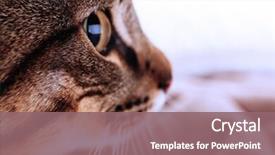  Presentation with cat - Amazing PPT layouts having one clever creature - cat's muzzle closeup backdrop and a violet colored foreground
