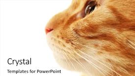  Presentation with cat - Cool new presentation theme with one clever creature - cat's muzzle isolated on white backdrop and a  colored foreground