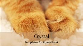  Presentation with cat - Theme consisting of one clever creature - cat's paws on towel closeup background and a coral colored foreground