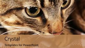  Presentation with young grey maine coon cat - Colorful slide set enhanced with one clever creature - grey cat's muzzle closeup backdrop and a  colored foreground