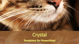  Presentation with cat - Slide deck having one clever creature - grey cat's muzzle closeup background and a tawny brown colored foreground