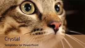  Presentation with cat - Theme enhanced with one clever creature - grey cat's muzzle closeup background and a  colored foreground