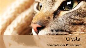  Presentation with cat - Colorful theme enhanced with computer keyboard with christmas keys - holiday concept backdrop and a light gray colored foreground.