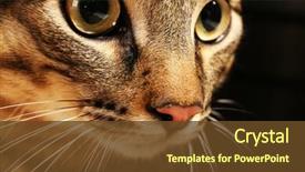  Presentation with young grey maine coon cat - Audience pleasing slides consisting of borobudur buddist temple in island java indonesia - travel and architecture background backdrop and a  colored foreground.