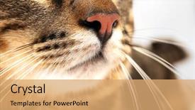  Presentation with cat - Theme with one clever creature - grey cat's muzzle closeup background and a coral colored foreground