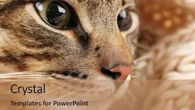  Presentation with young grey maine coon cat - Colorful theme enhanced with one clever creature - grey cat's muzzle closeup backdrop and a coral colored foreground