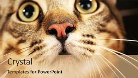  Presentation with cat - Amazing slides having little small snowman in snow with copy space backdrop and a  colored foreground.