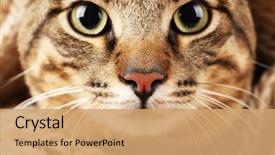  Presentation with young grey maine coon cat - Theme featuring one clever creature - grey cat's muzzle closeup background and a coral colored foreground