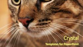  Presentation with young grey maine coon cat - PPT theme enhanced with one clever creature - grey cat's muzzle closeup background and a tawny brown colored foreground