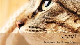  Presentation with cat - Slide deck featuring one clever creature - grey cat's muzzle closeup background and a coral colored foreground