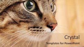  Presentation with cat - Slide deck featuring one clever creature - grey cat's muzzle closeup background and a coral colored foreground