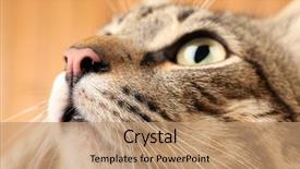  Presentation with dog cat stethescope - PPT theme consisting of one clever creature - grey cat's muzzle closeup background and a coral colored foreground