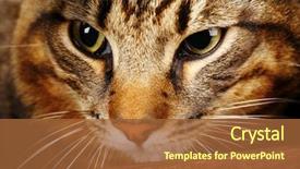  Presentation with young grey maine coon cat - Slides having one clever creature - grey cat's muzzle closeup background and a red colored foreground