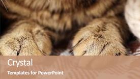  Presentation with cat - Slides enhanced with one clever creature - grey cat's paws on blanket background and a coral colored foreground