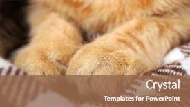  Presentation with cat - Presentation theme enhanced with one clever creature - red cat's paws on blanket background and a tawny brown colored foreground